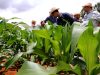 Embrapa e Helix apresentam milho transgênico totalmente desenvolvido no Brasil