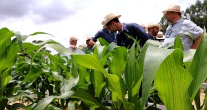 Embrapa e Helix apresentam milho transgênico totalmente desenvolvido no Brasil