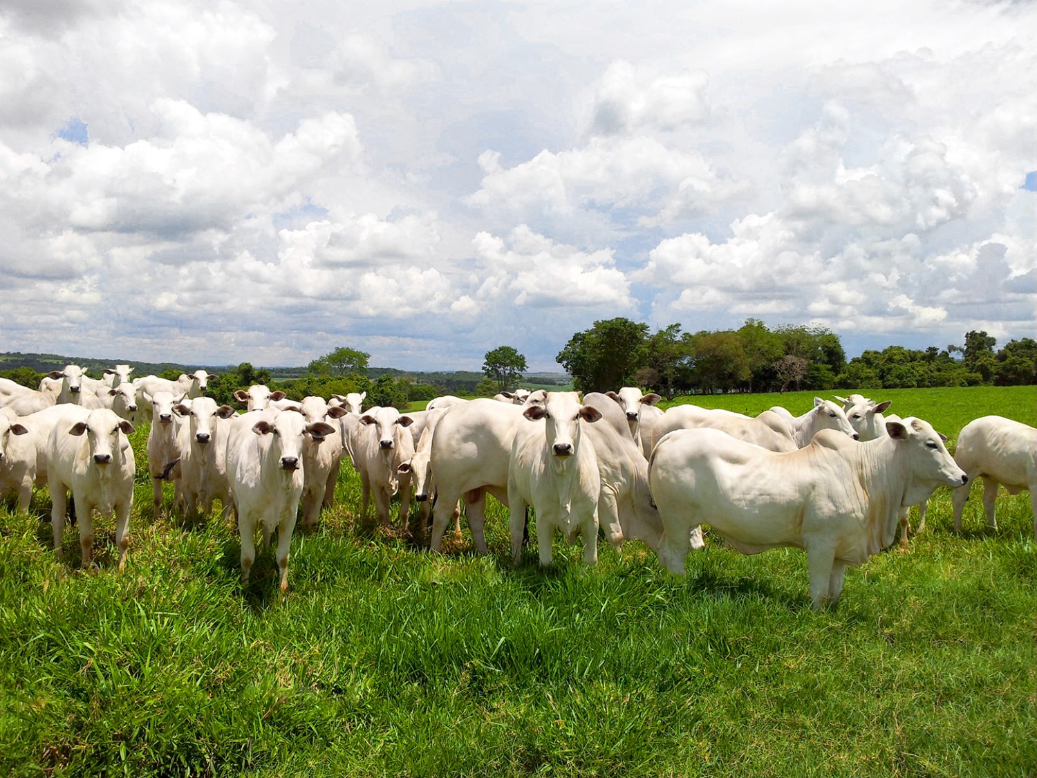 Terminação intensiva a pasto - arroba mais barata e economicamente sustentável