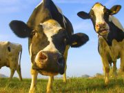 close vacas holandesas assustadas