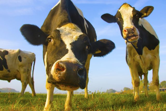 close vacas holandesas assustadas close vacas holandesas assustadas