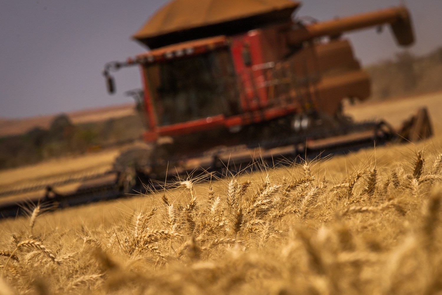 colheita de trigo - colhedora lavoura de trigo