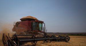 colheita de trigo - colhedora lavoura de trigo
