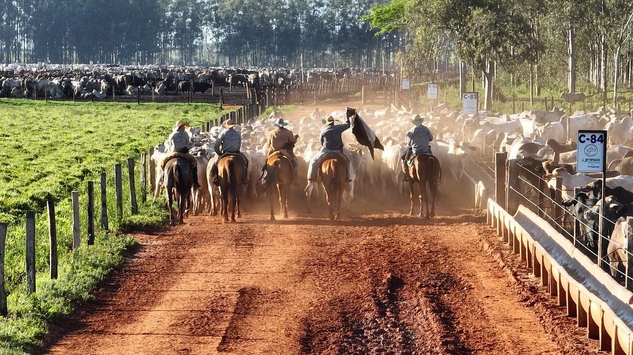 dia de embarque de gado nelore no confinamento - vaqueiros conduzindo boiada