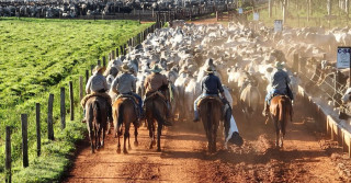 dia de embarque de gado nelore no confinamento - vaqueiros conduzindo boiada