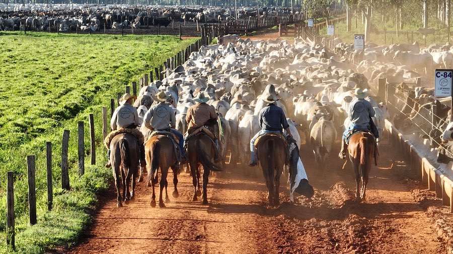 dia de embarque de gado nelore no confinamento - vaqueiros conduzindo boiada