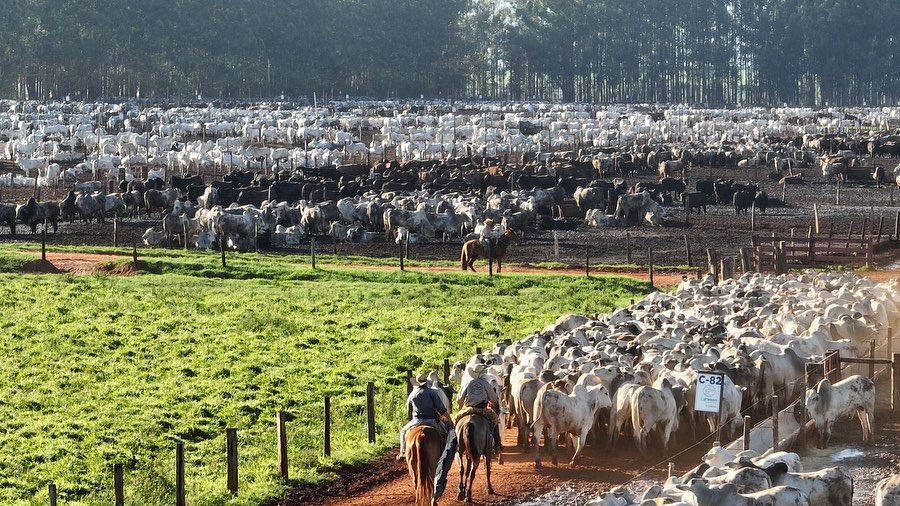 dia de embarque de gado nelore no confinamento - vaqueiros conduzindo boiada