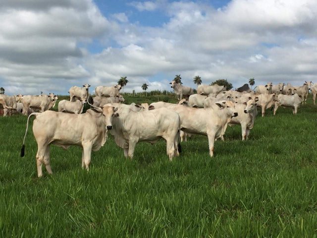 Tropa em pastagem de braquiária irrigada por gotejamento em Nova Andradina – MS oi