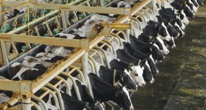 pecuaria leiteira com vacas holandesas do grupo sekita agro