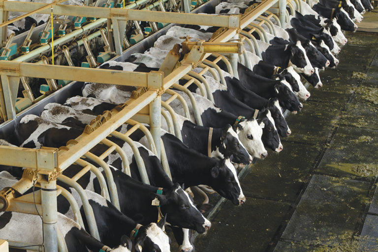 pecuaria leiteira com vacas holandesas do grupo sekita agro