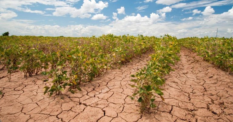 soja sofrendo com a falta de chuvas - clima seco - chao rachado