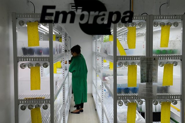 Laboratório de cultivo da Embrapa