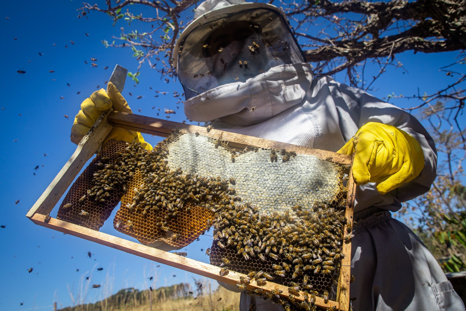 Apicultura, criação de abelhas com ferrão. Abelha, mel apiário