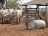 Genética de animais Nelore contribui para ganho de peso diário de até 1,2 kg e carne de qualidade