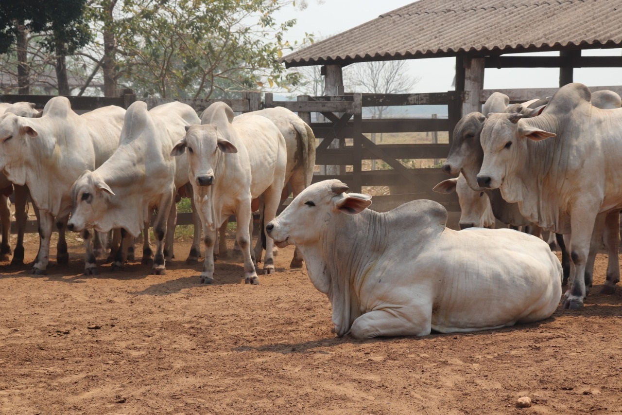 Genética de animais Nelore contribui para ganho de peso diário de até 1,2 kg e carne de qualidade