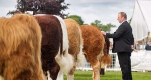 Royal Highland Show - limousin 5