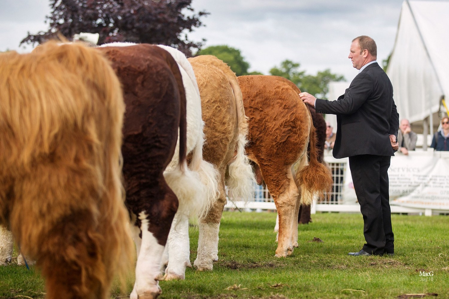 Royal Highland Show - limousin 5