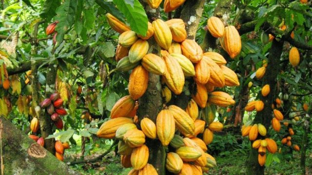 cacau-tera-preco-minimo-na-africa