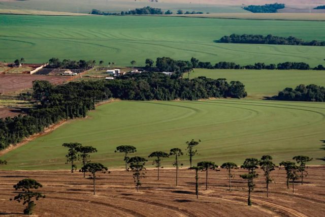 campo-foto-Jonathan-Campos