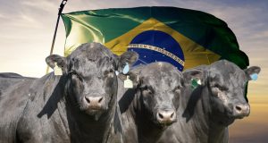 carne angus do brasil