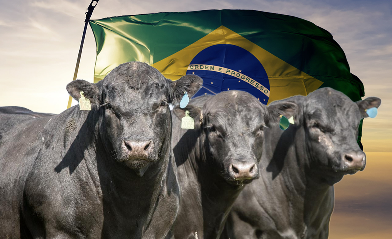 carne angus do brasil