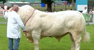 Supreme Champion AJR farms / Foto: British Charolais Cattle Society