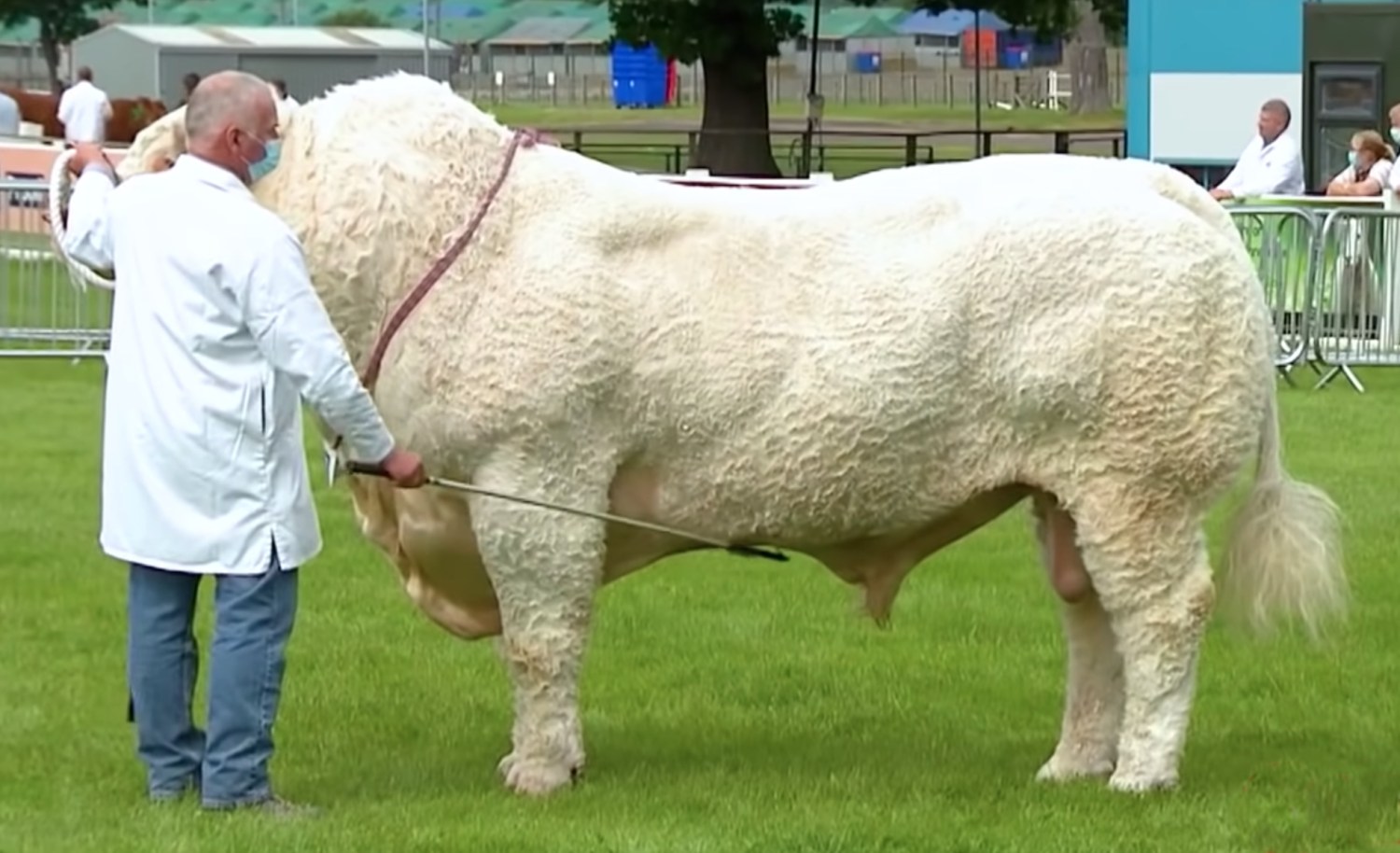 Supreme Champion AJR farms / Foto: British Charolais Cattle Society