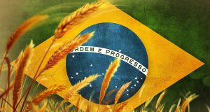 colheita trigo bandeira Brasil - Compre Rural