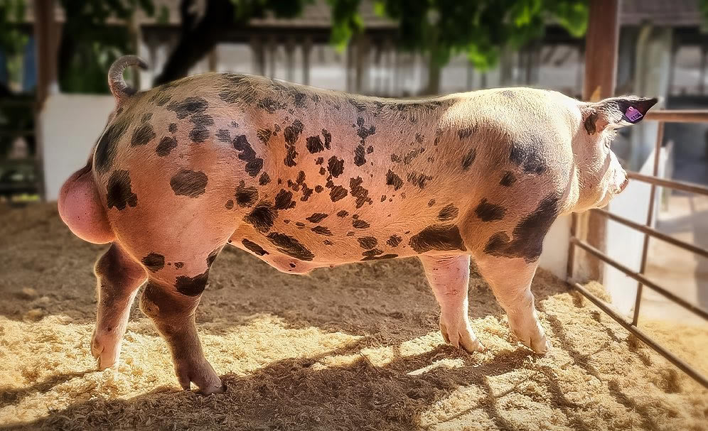 cruzamento suino - duroc x pietran GP6030