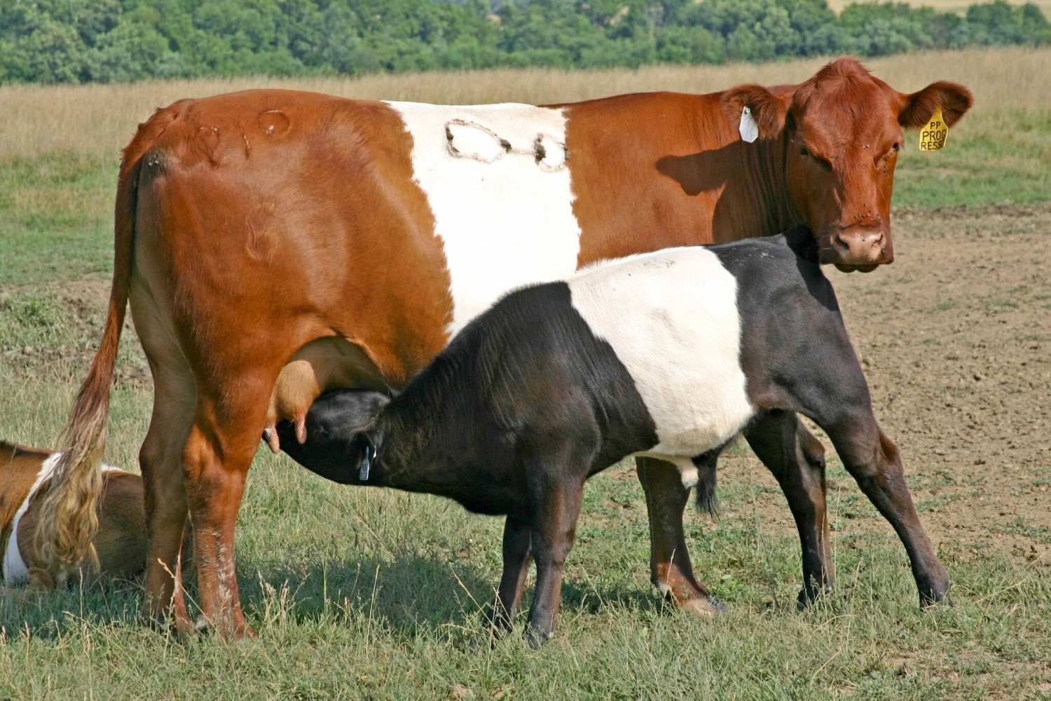 raca de gado de corte buelingo