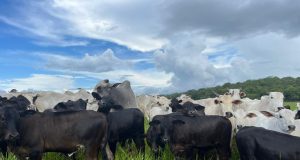 Novo levantamento da Premix aponta redução na emissão de carbono com uso de aditivo natural