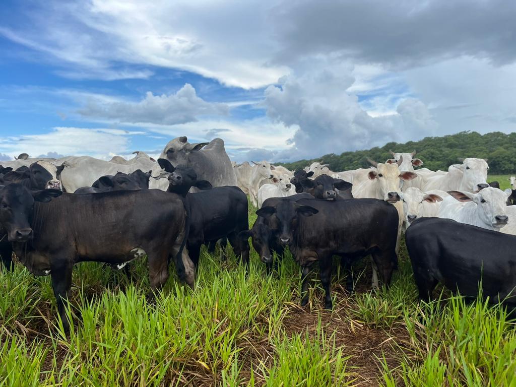 Novo levantamento da Premix aponta redução na emissão de carbono com uso de aditivo natural