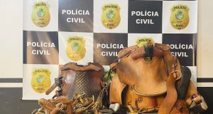Polícia recupera traias roubadas em evento de muladeiros