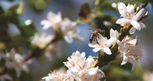 Startup vai treinar abelhas para polinizarem café com maior precisão