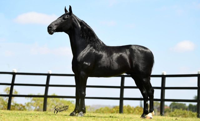 cavalo mangalarga marchador - amado ipe cavalo mangalarga marchador - amado ipe