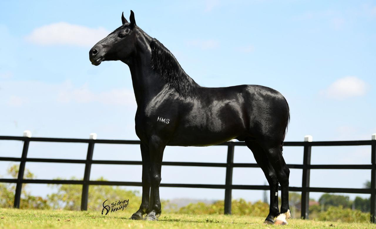 cavalo mangalarga marchador - amado ipe