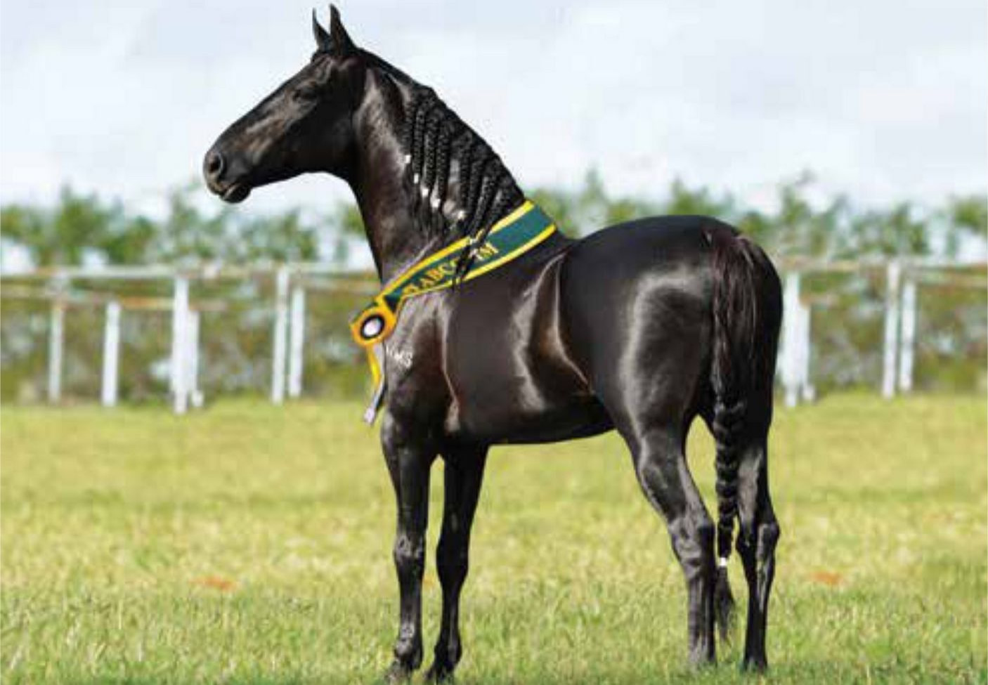 cavalo mangalarga marchador - amado ipe - 2