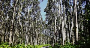 floresta de eucalipto