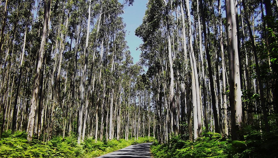 floresta de eucalipto