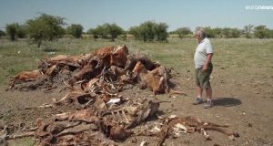 gado morto na argentina na seca
