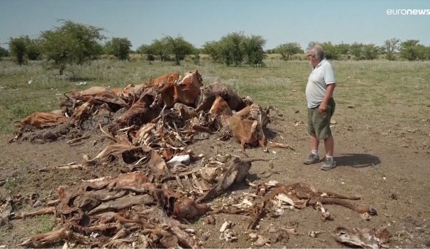 gado morto na argentina na seca