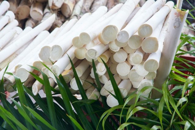 Produtor do Sul de Minas investe no palmito pupunha como alternativa de