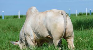 aumentar peso do gado com capineira