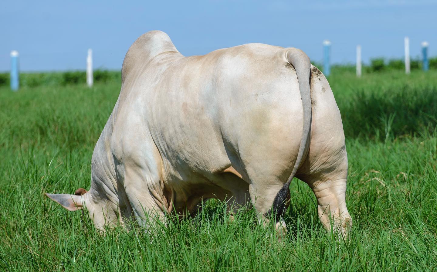 aumentar peso do gado com capineira