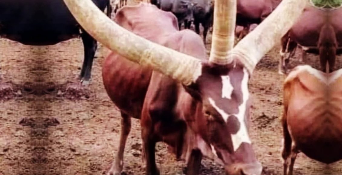 vaca da raca ankole-watusi com tres chifres