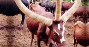 vaca da raca ankole-watusi com tres chifres