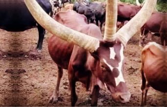 vaca da raca ankole-watusi com tres chifres