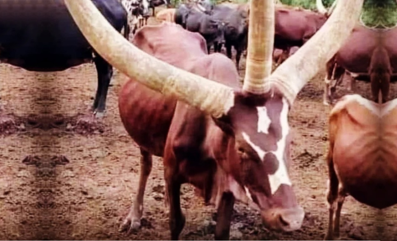 vaca da raca ankole-watusi com tres chifres