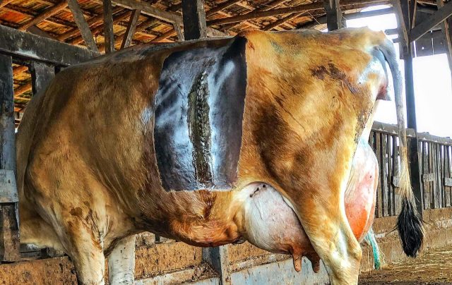 vaca passa por cesaria - feto efisematoso vaca passa por cesaria - feto efisematoso