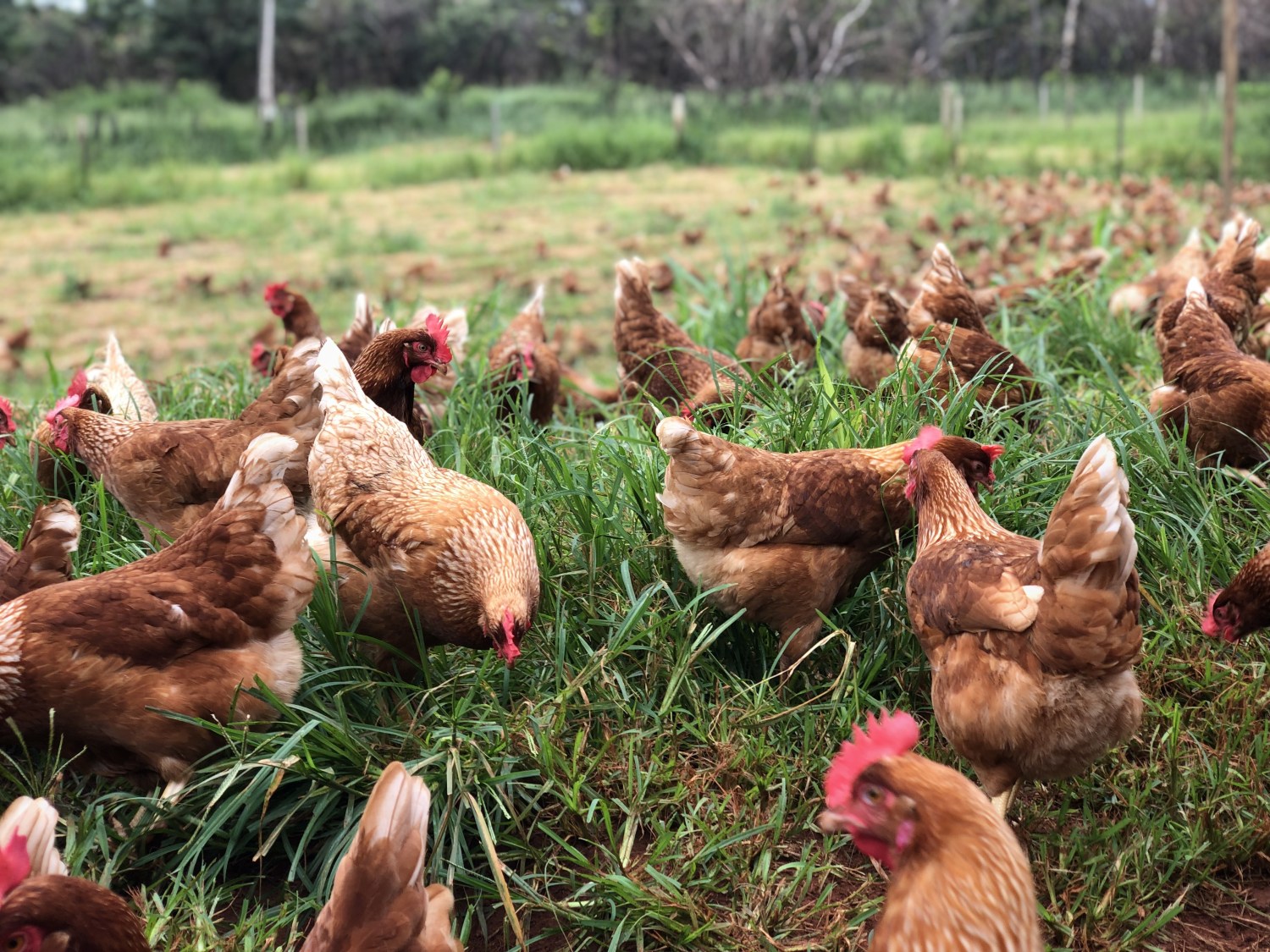A iniciativa já conta com as certificações de bem-estar de galinhas livres de gaiolas, galinhas caipira e para produção livre de antibióticos